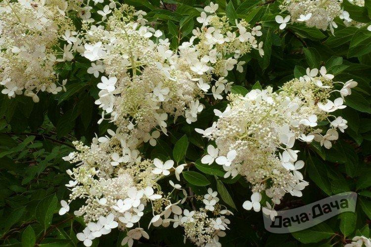 Гортензия метельчатая Брюссель Лэйс