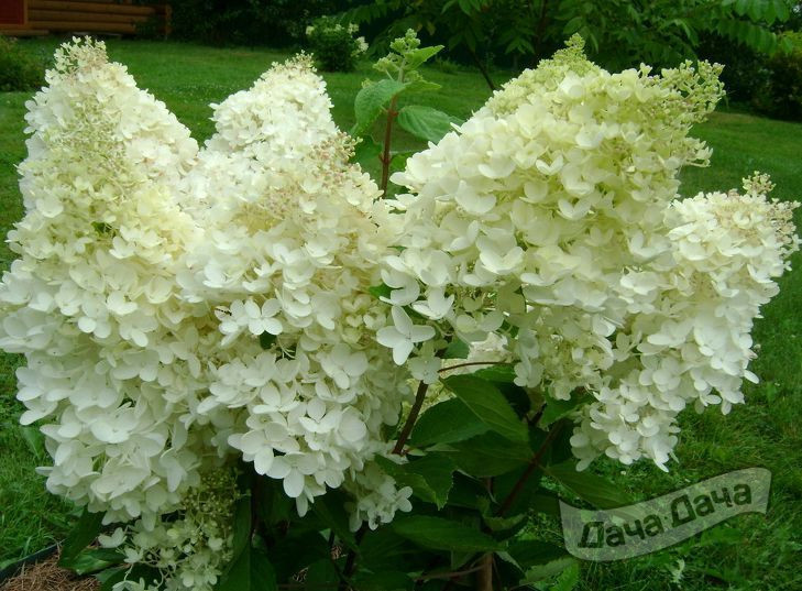 Гортензия метельчатая Дентель де Горрон
