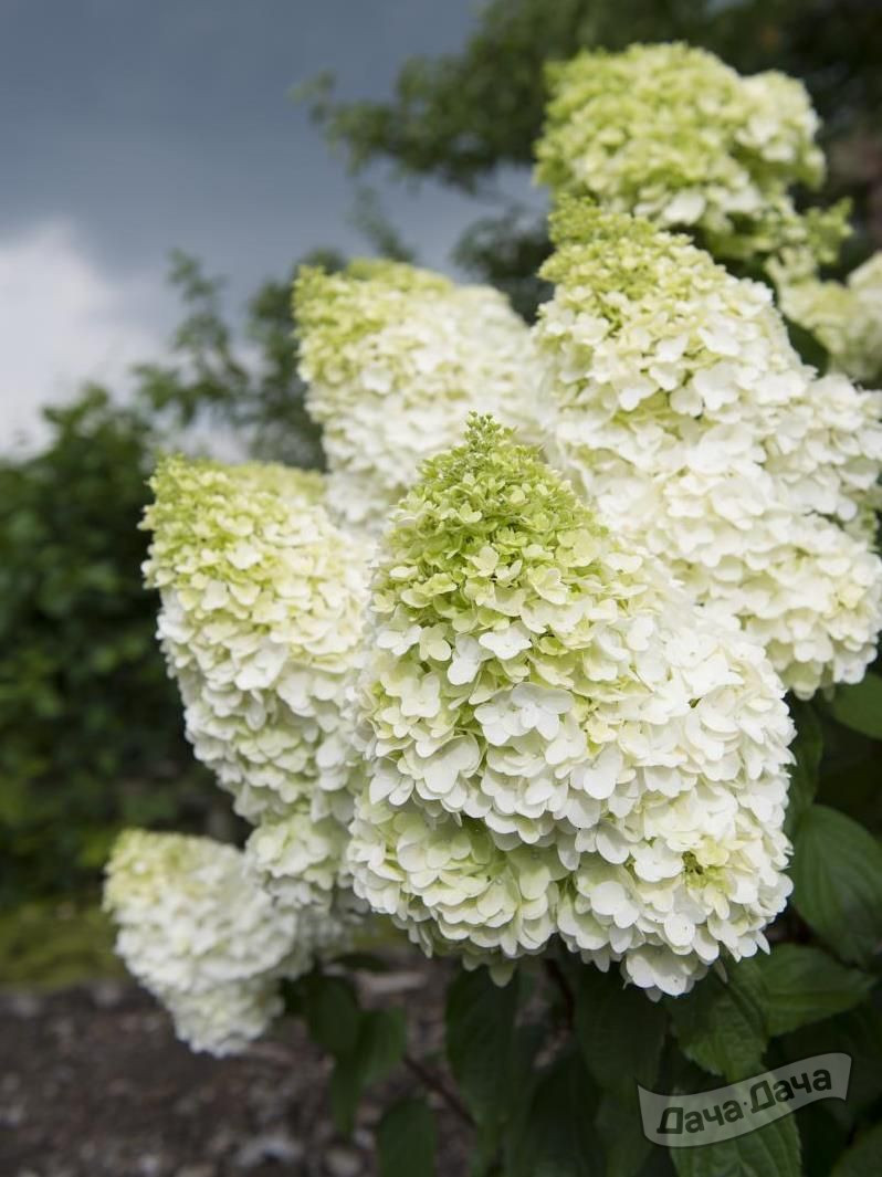 Гортензия метельчатая Меджикал Мунлайт