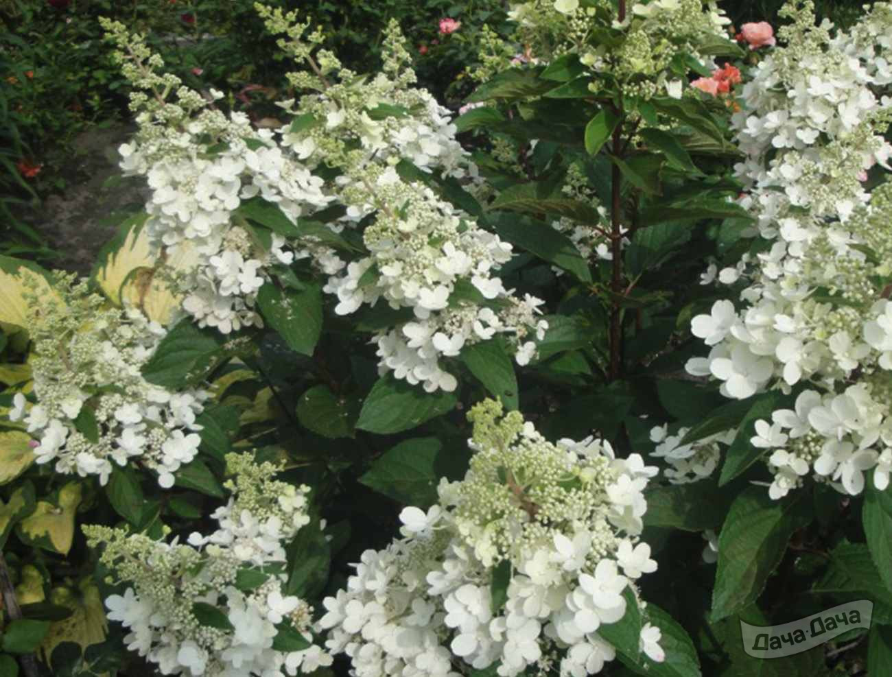 Гортензия метельчатая Октоубер Прайд