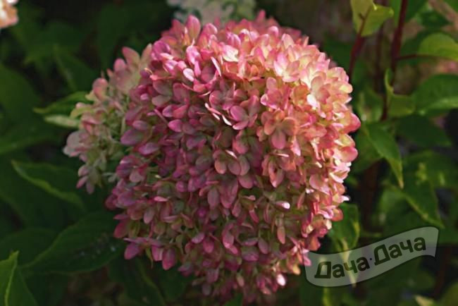 Гортензия метельчатая Жемчужина Фестиваля