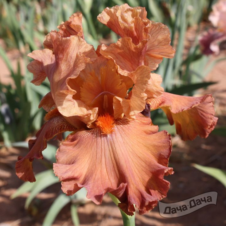 Ирис германский Браун Шугар