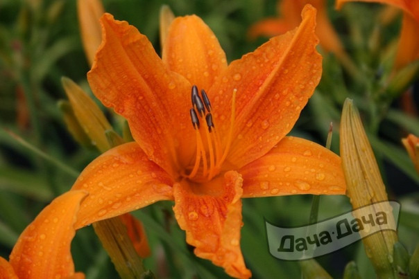 Лилейник Бернинг Дэйлайт