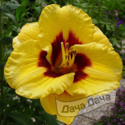 Лилейник Блэкберри Кэнди