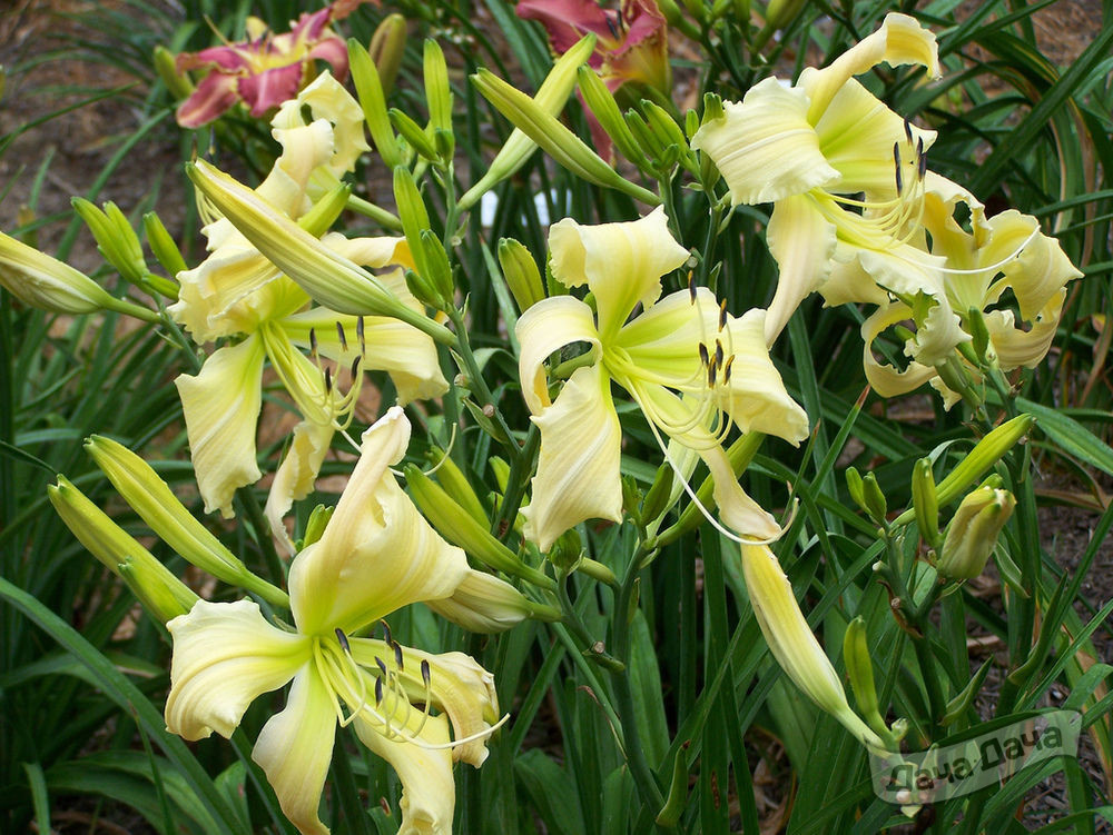 Лилейник Хевенли Керлс