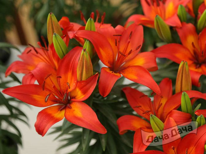 Лилия азиатская Матрикс