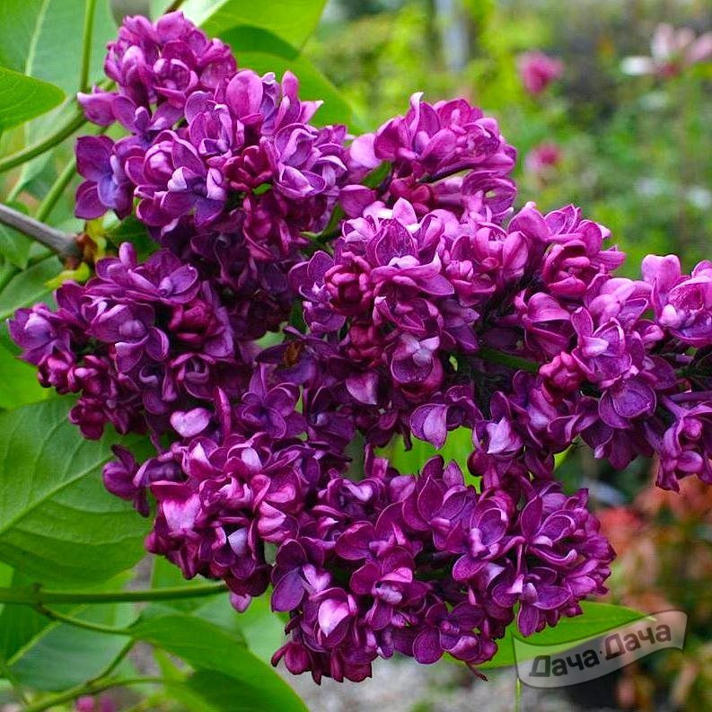 Сирень обыкновенная Шарль Жюли