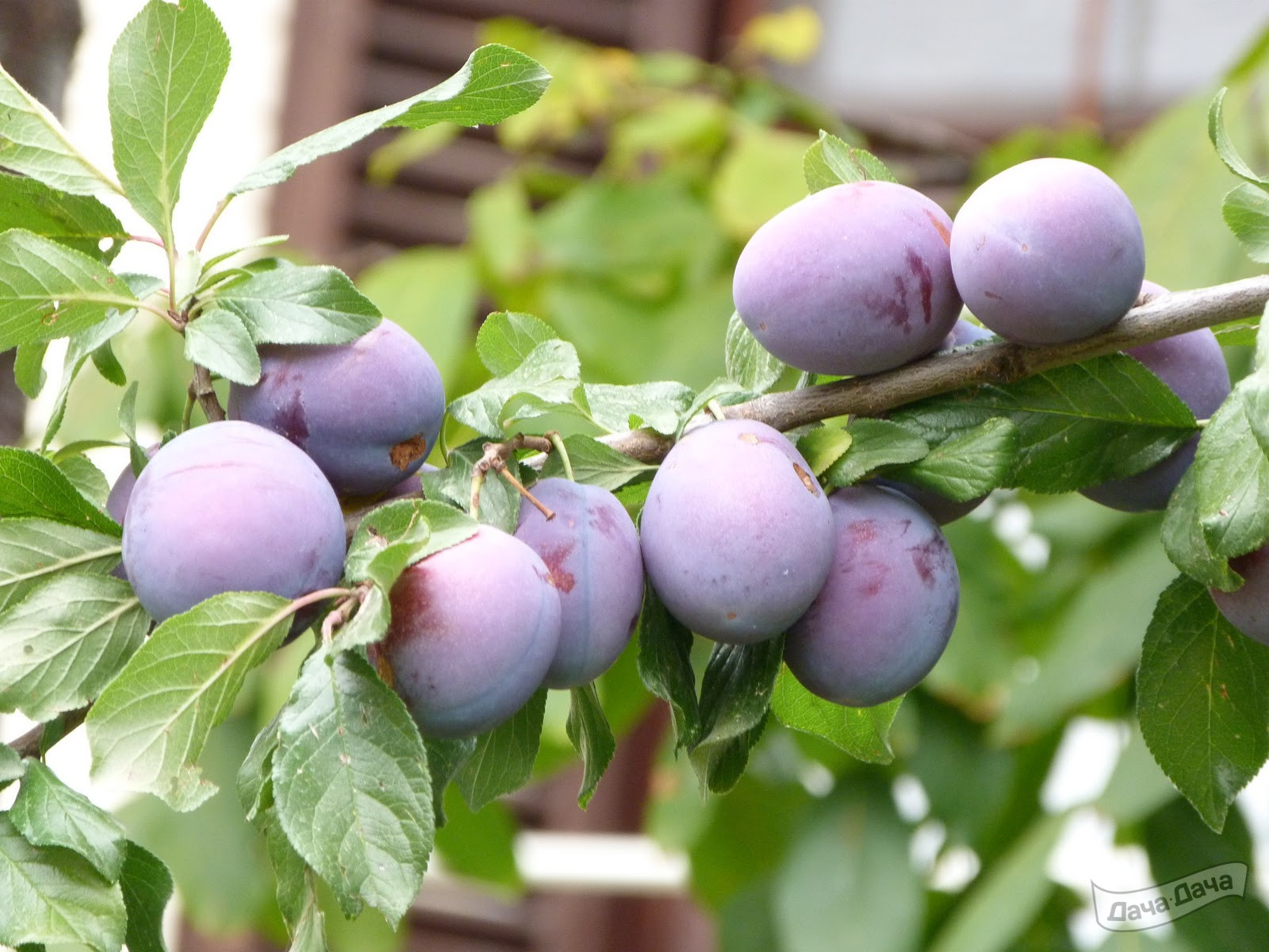 Слива Окская (Prunus Okskaya) - описание сорта, фото, саженцы, посадка,  особенности ухода. Дачная энциклопедия.