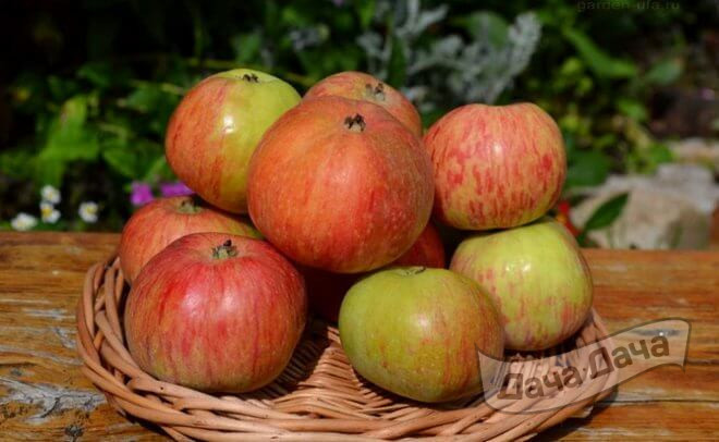 Яблоня Коробовка