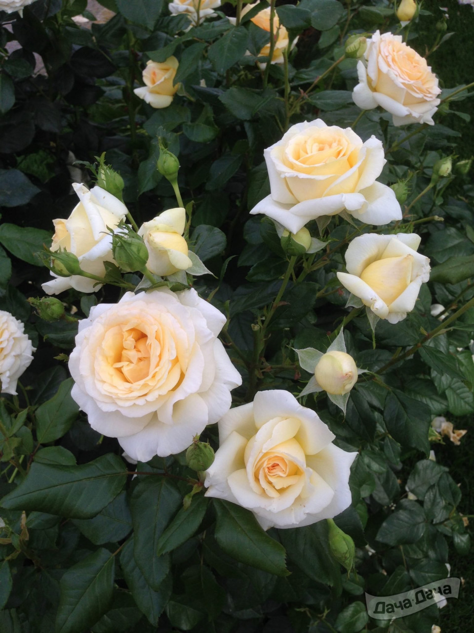 Роза чайно-гибридная Аматсу Отом