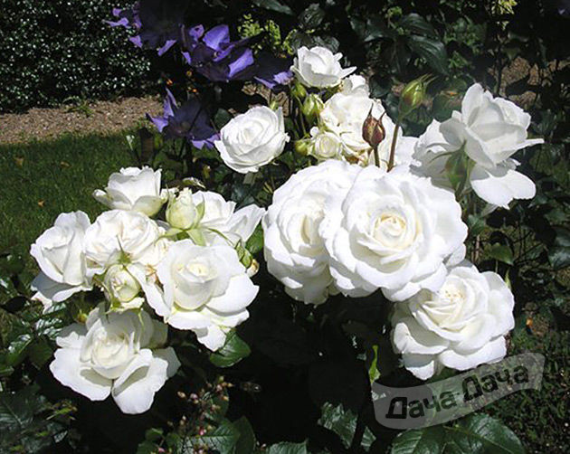 Роза чайно-гибридная Аннапурна