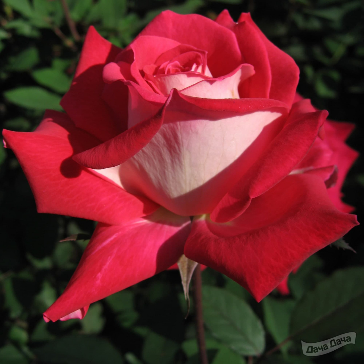 Роза чайно-гибридная Биколлет