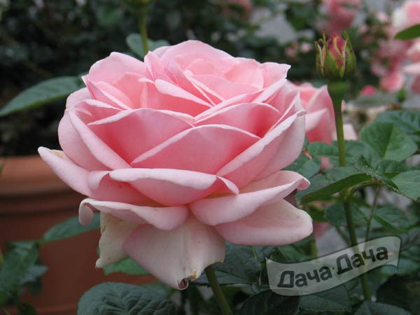 Роза чайно-гибридная Блан Квин Элизабет