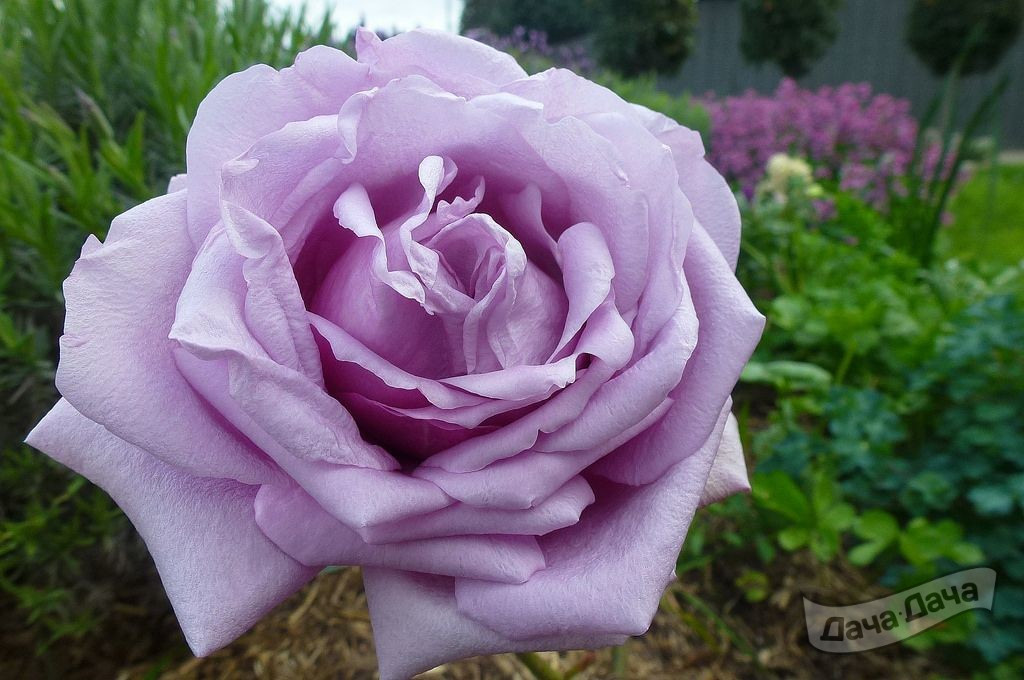 Роза чайно-гибридная Блю Мун