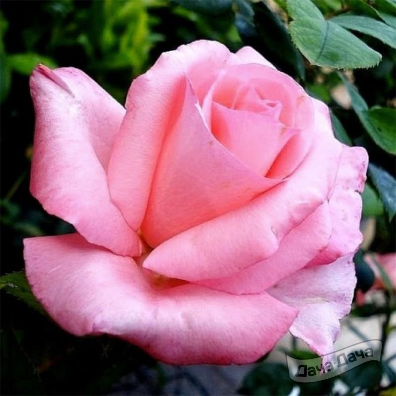 Роза чайно-гибридная Диан Де Потьер