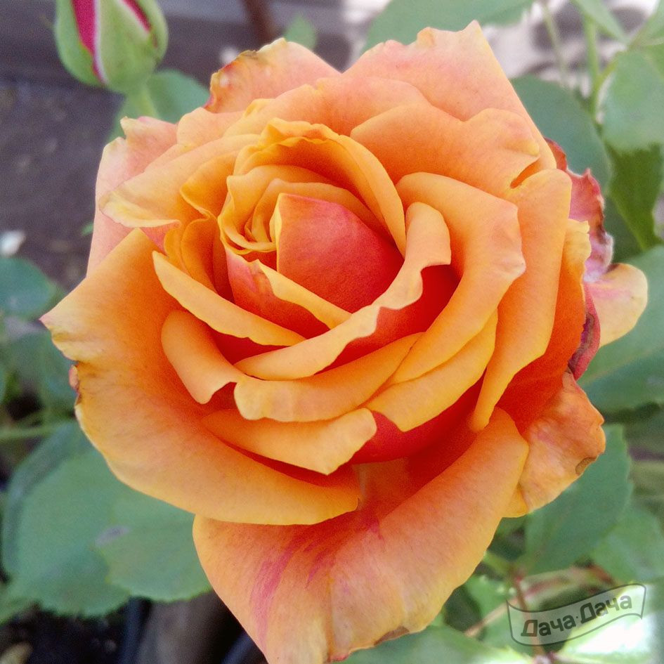 Роза чайно-гибридная Диорама