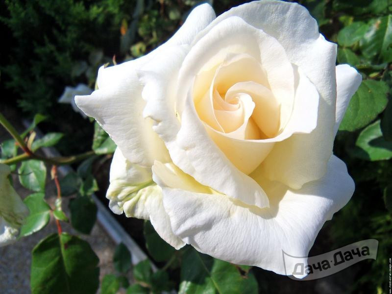 Роза чайно-гибридная До Бланш