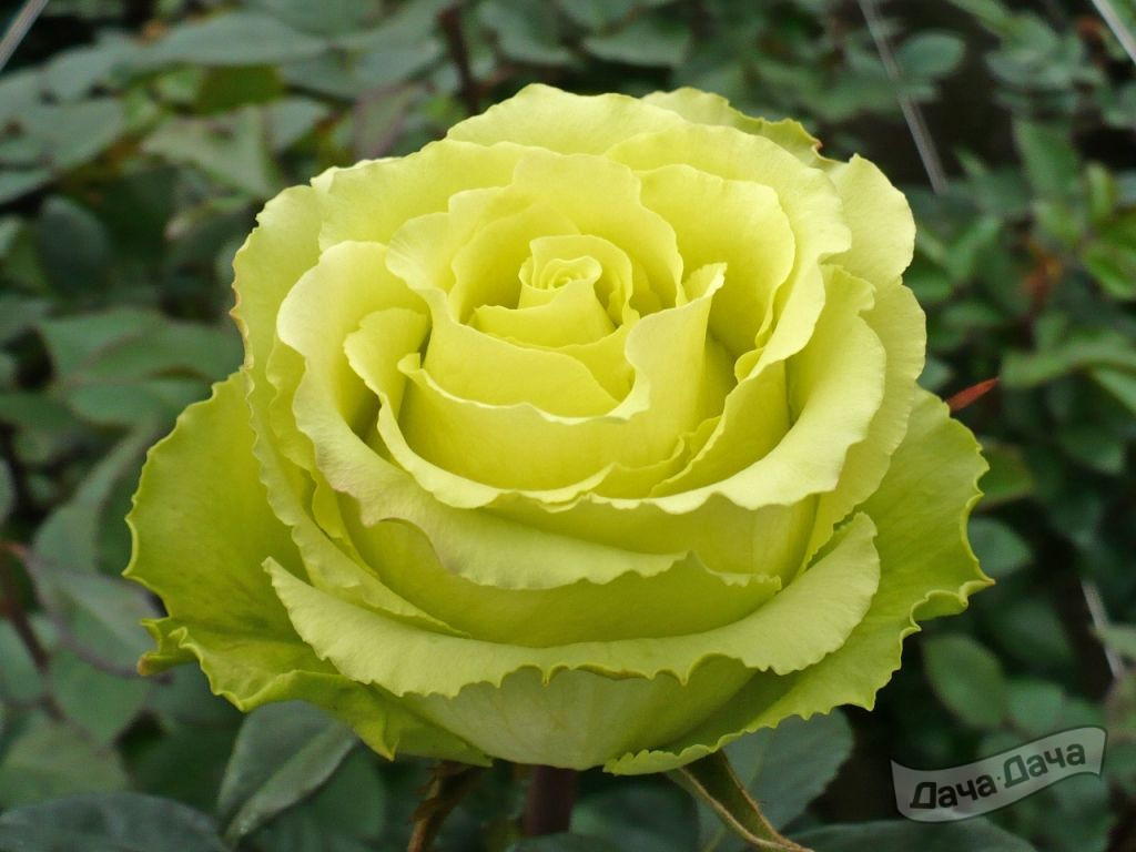 Роза чайно-гибридная Доллар