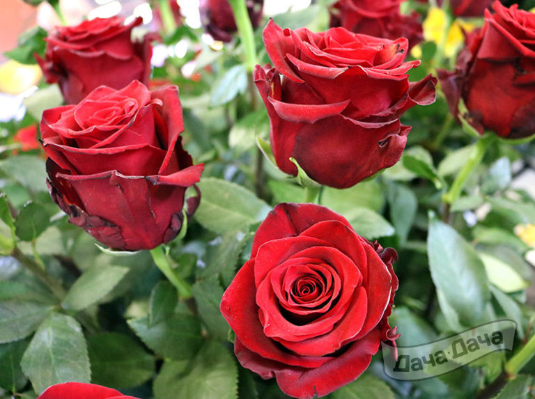 Роза чайно-гибридная Эксплоер