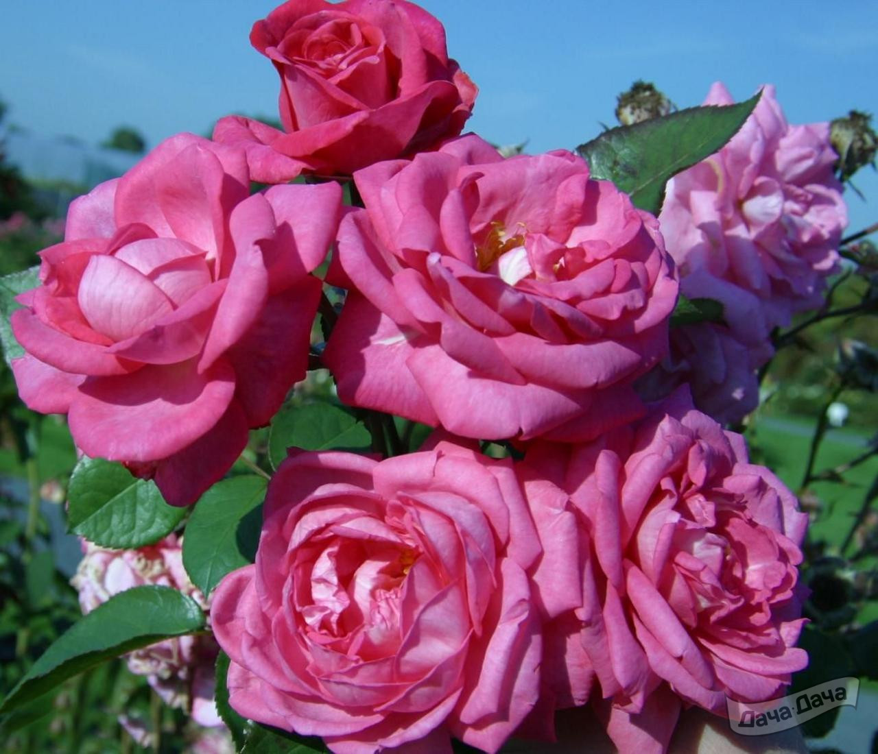 Роза чайно-гибридная Элиза