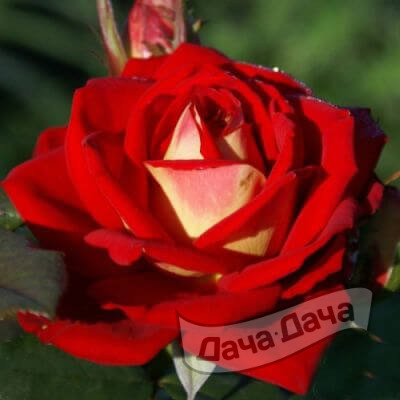 Роза чайно-гибридная Френдшип