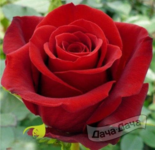 Роза чайно-гибридная Фридом