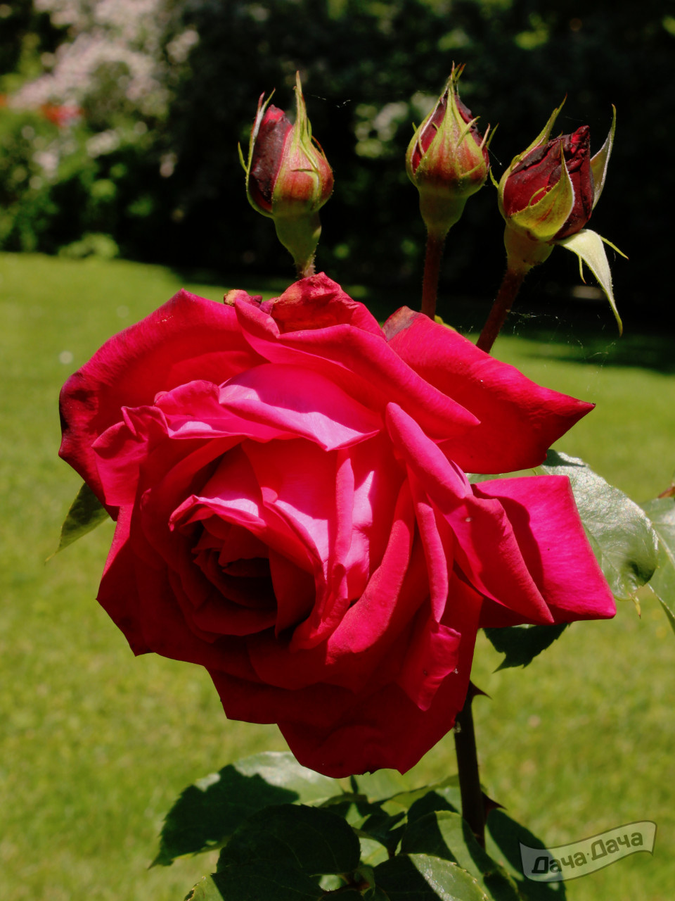 Роза чайно-гибридная Карл Хербст