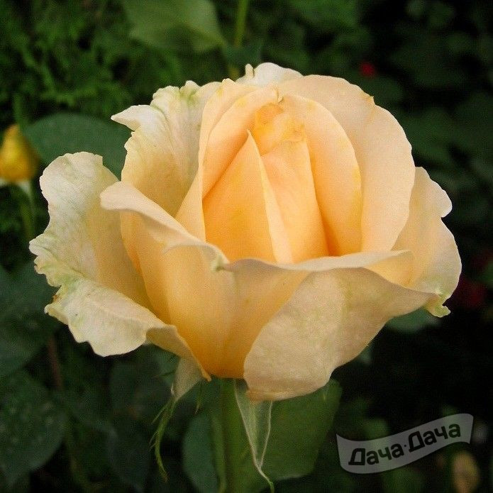 Роза чайно-гибридная Казанова