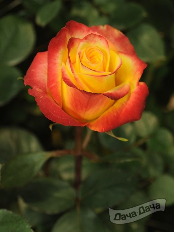 Роза чайно-гибридная Хай Меджик