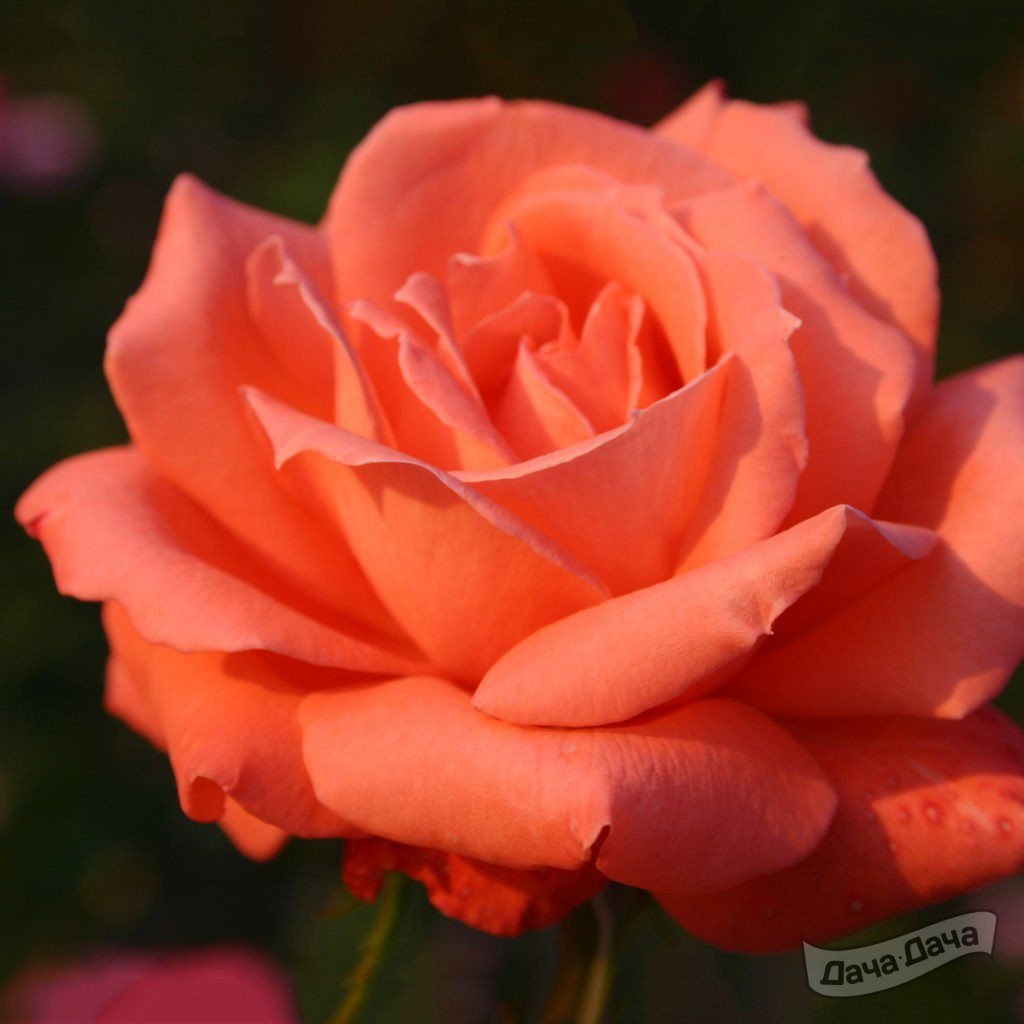 Роза чайно-гибридная Хамбургер