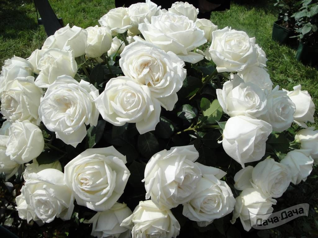 Роза чайно-гибридная Ломоносов