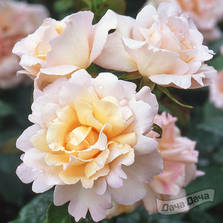 Роза чайно-гибридная Мишель Мейланд (Rosa Hybrid Tea Michele Meilland ...
