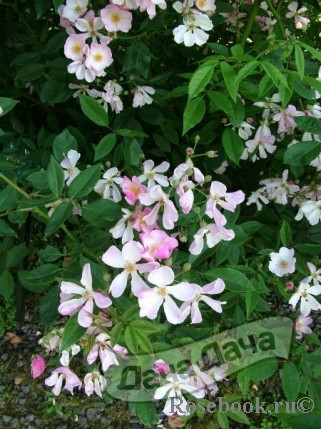 Роза чайно-гибридная Пинк Мэджик