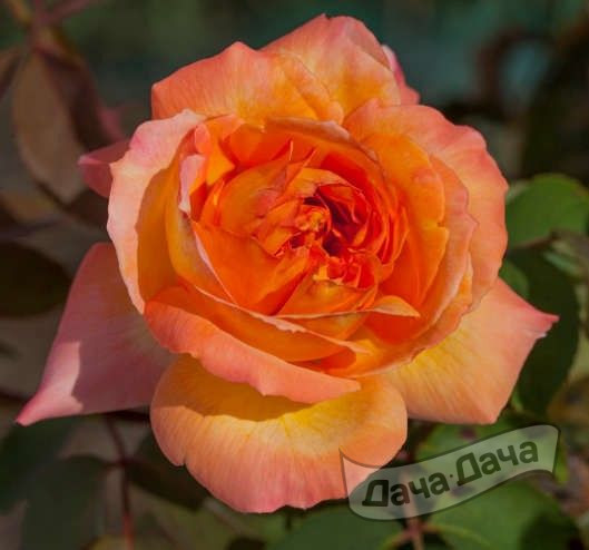 Роза чайно-гибридная Рене Гассини