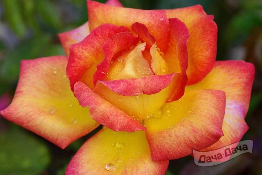 Роза чайно-гибридная Ситтерс Голд