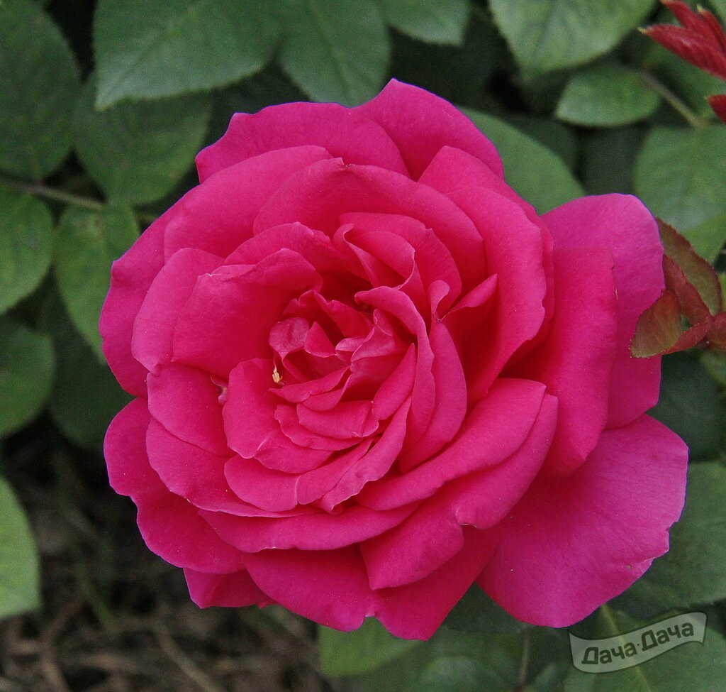 Роза чайно-гибридная Юпитер