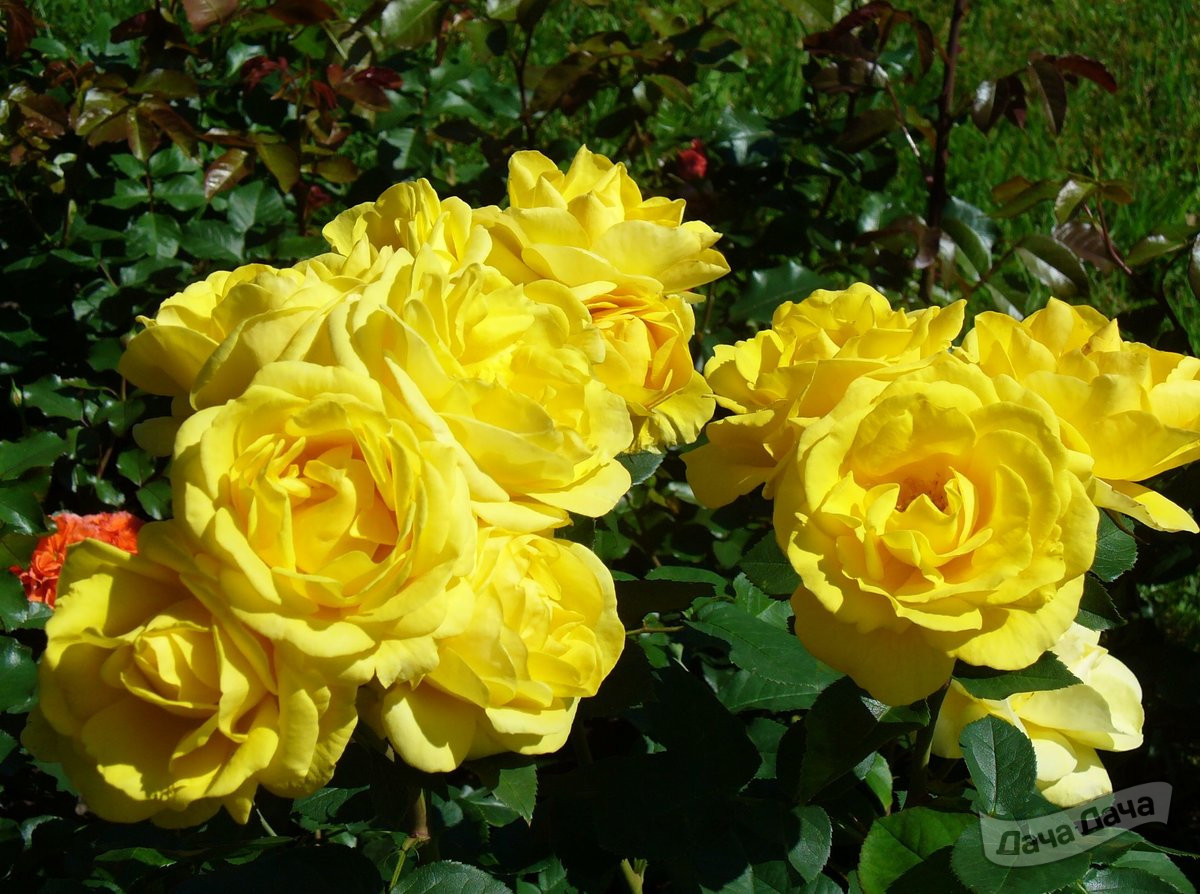 Роза плетистая Голд Роуз