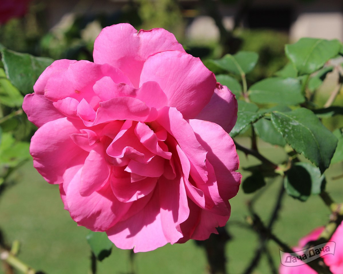 Роза полиантовая Силви Вартан