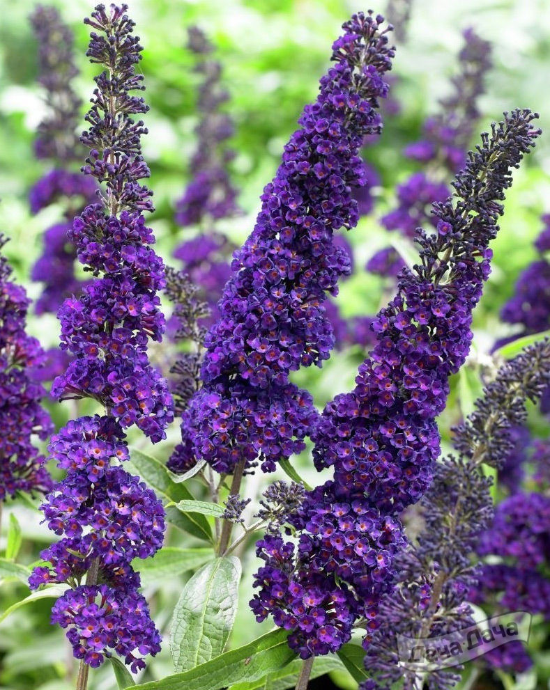Буддлея давида Блек Найт