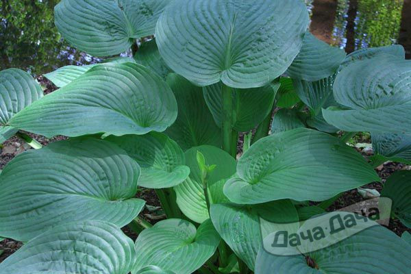 Хоста Джурассик Парк