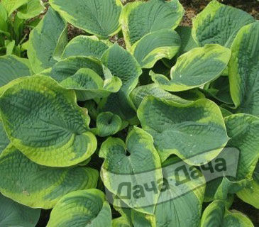 Хоста Самурай