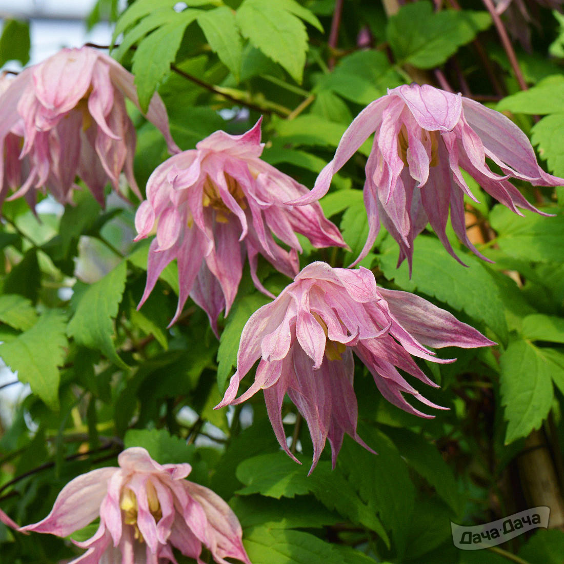 Клематис Пинк Свинг