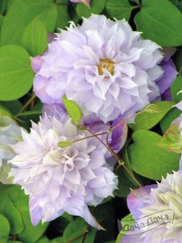 Клематис Вероника Чойс