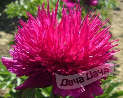 Пион Рэд Спайдер