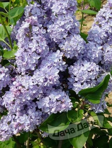 Сирень обыкновенная Президент Греви