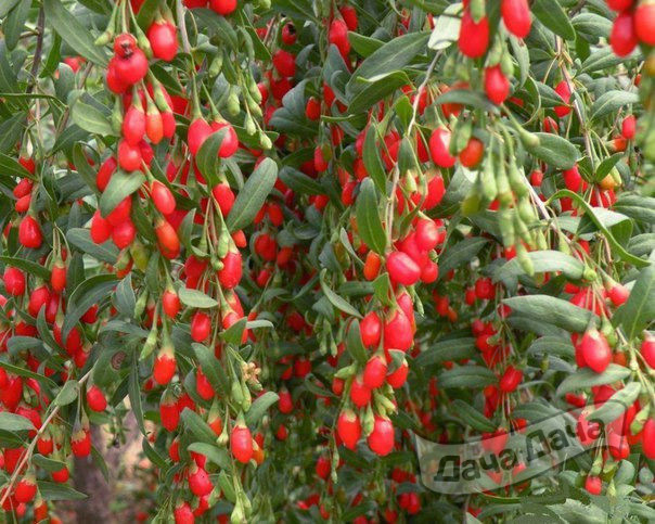 Годжи Нью Биг