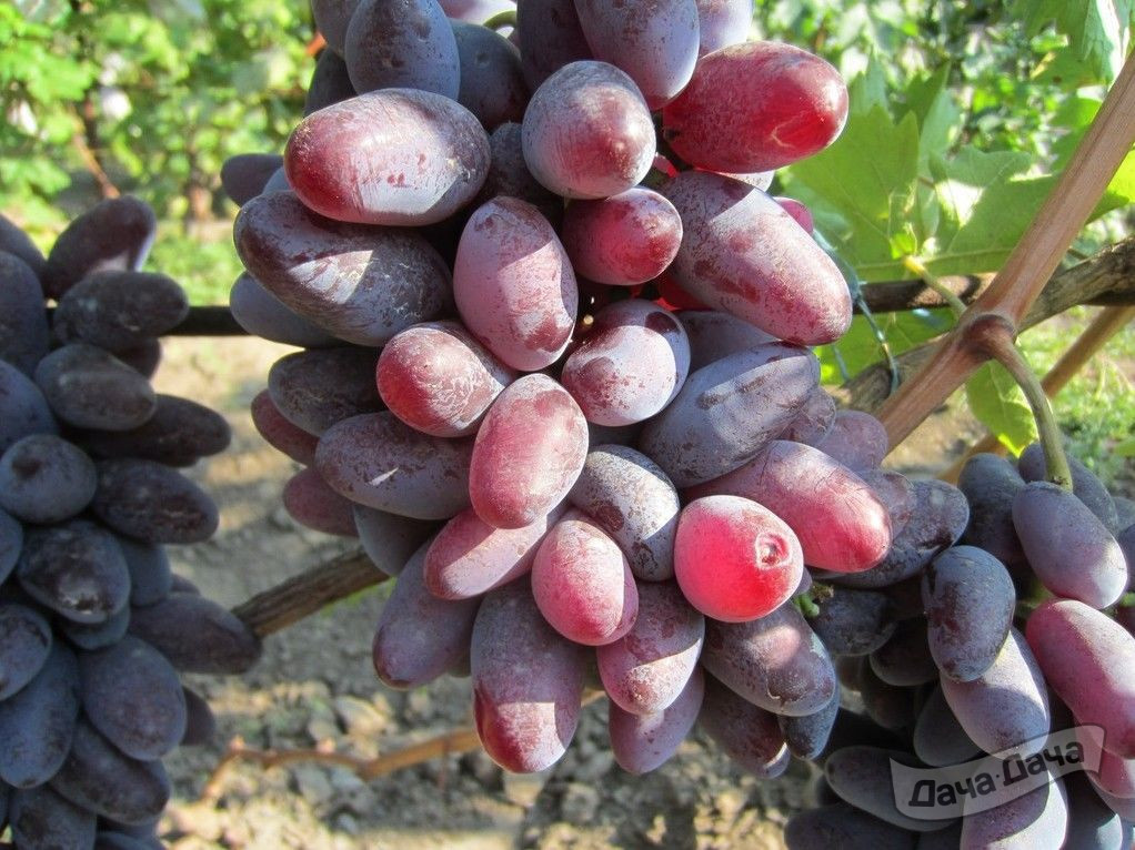 Виноград плодовый Байконур (фиолетовый)