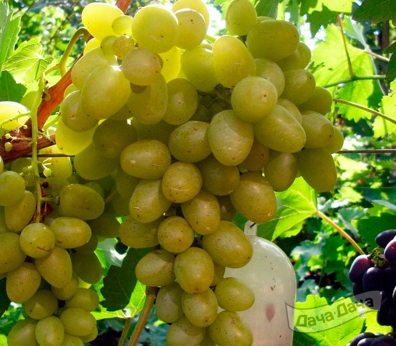 Виноград плодовый Крымская жемчужина (желтый)