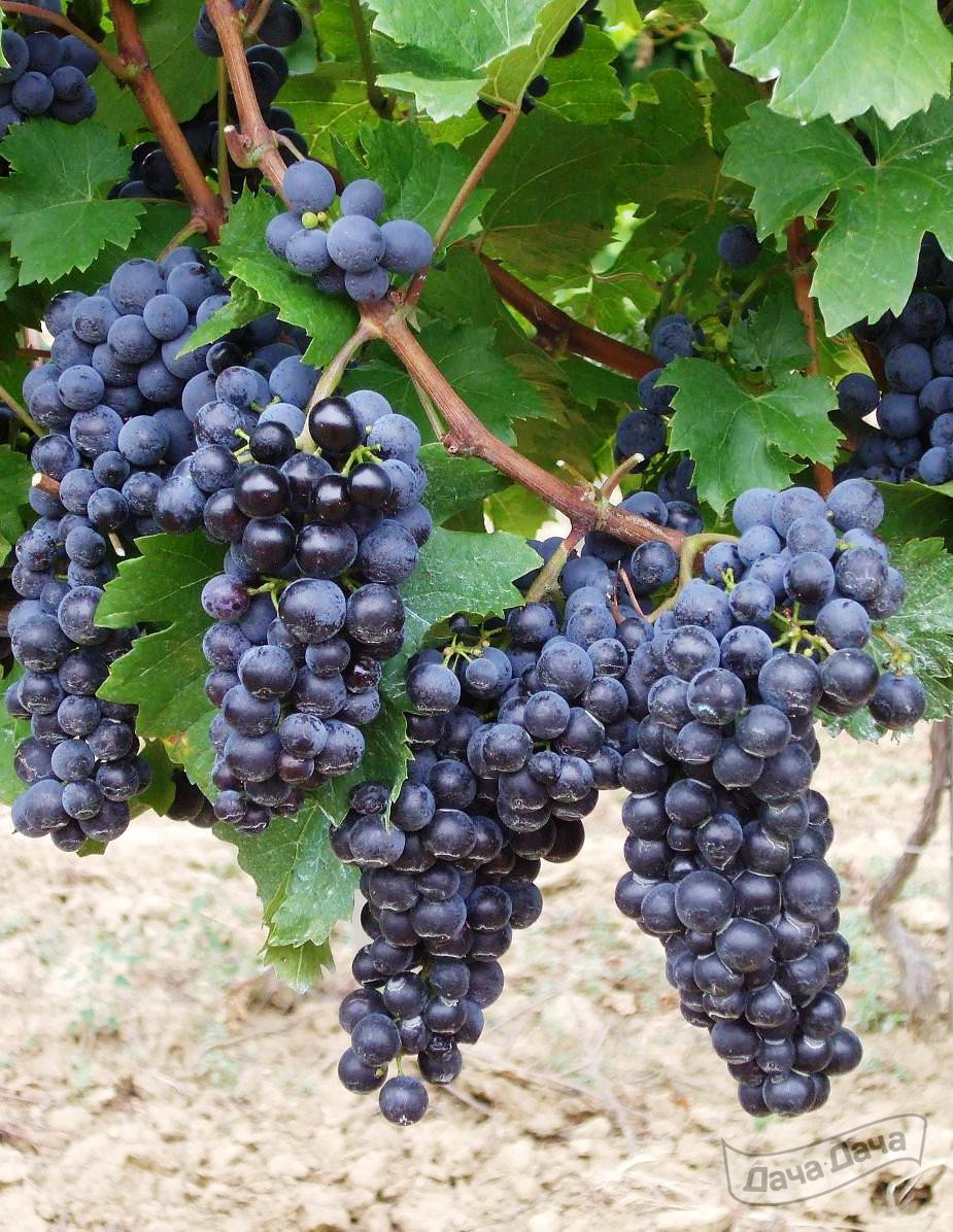 Медина винный виноград