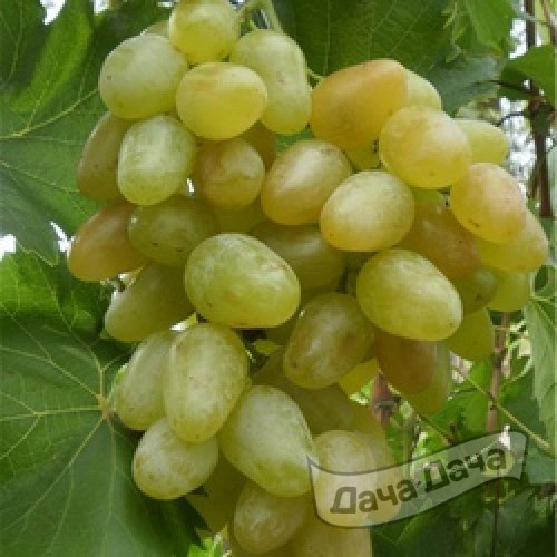 Виноград плодовый Монарх
